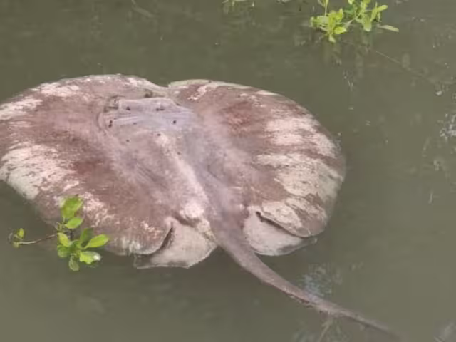 Alarma ejemplar marino sin vida en Chetumal