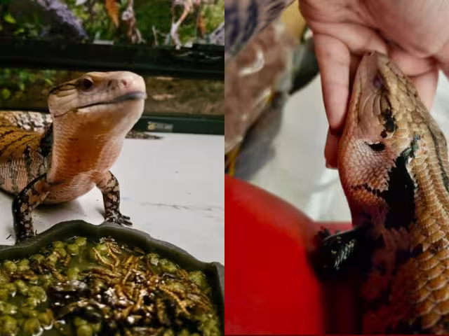 La mujer ofreció recompensa y compartió su contacto 9995426385