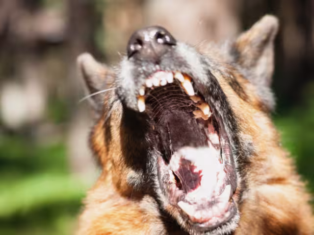 Un hombre fue atacado por una perra pastor alemán en la colonia Ricardo Flores Magón