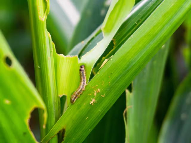 Los campesinos poseen experiencia para enfrentarlo y eliminarlo, indicó la dependencia. 