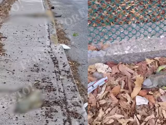 Iguanas en peligro: denuncian incremento de atropellamientos en avenidas de Ciudad del Carmen