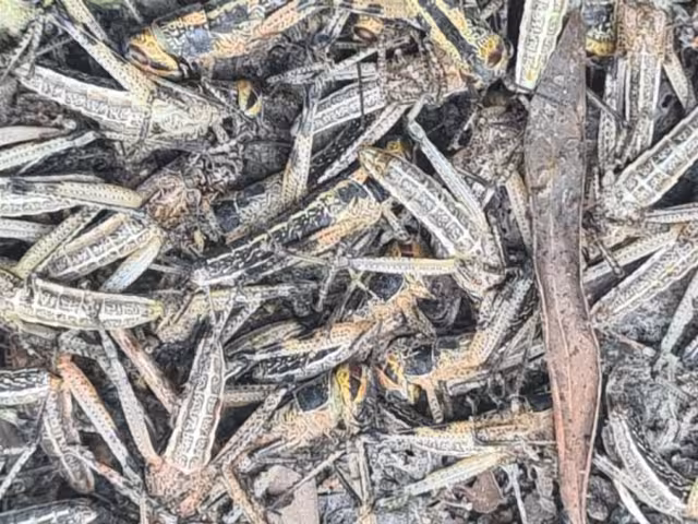 Coordinadores detectaron gran concentración de langostas en Hecelchakán