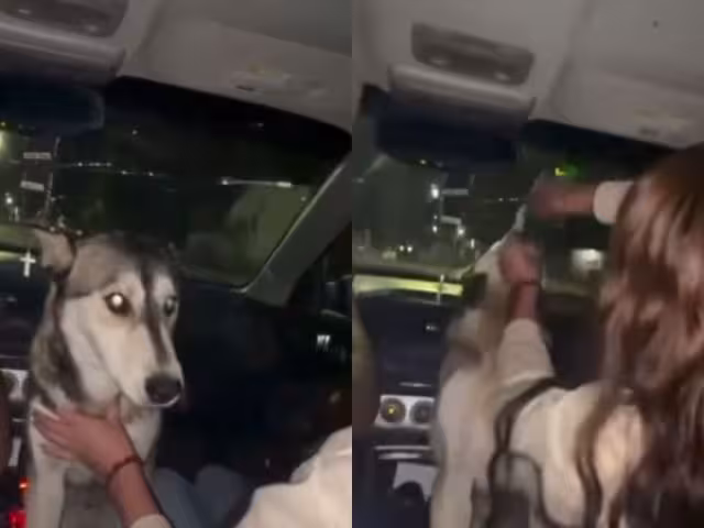 Exigen castigo para jóvenes que alcoholizaron a un perro en Chihuahua; el video es “indignante”