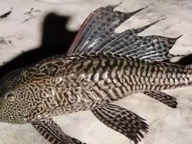 Investigaciones sobre pez diablo se encuentran en su primera fase