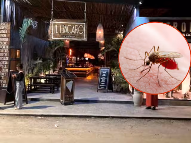 Mosquitos invaden Tumben Kaa y La Veleta; habitantes temen brote de dengue
