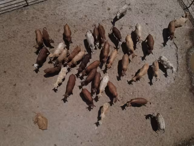 Persiste una fuerte incertidumbre en el mercado, ante el riesgo de una prolongación del bloqueo