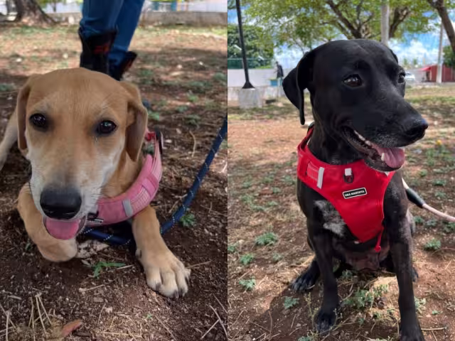 Las perritas serán reintegradas a las calles de Mérida luego de no conseguir adoptantes