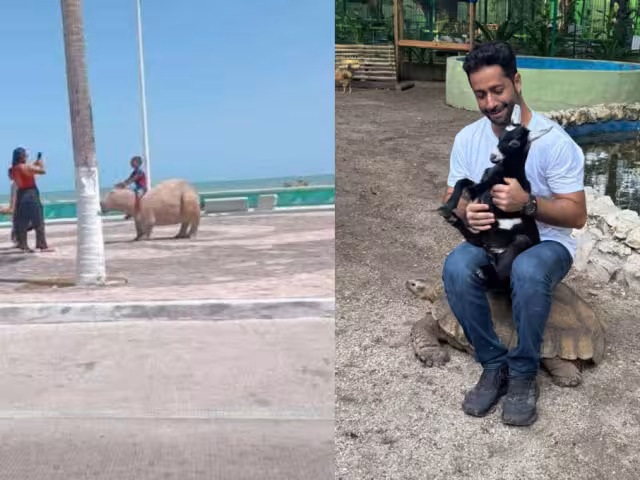 El alcalde Pablo Gutiérrez Lazarus comentó una foto de un niño sobre una escultura de capibara, diciendo: “Es un capibara, no un camello”.