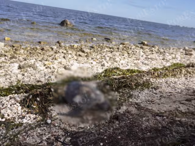 Campamento tortuguero reporta tres casos en lo que va del año
