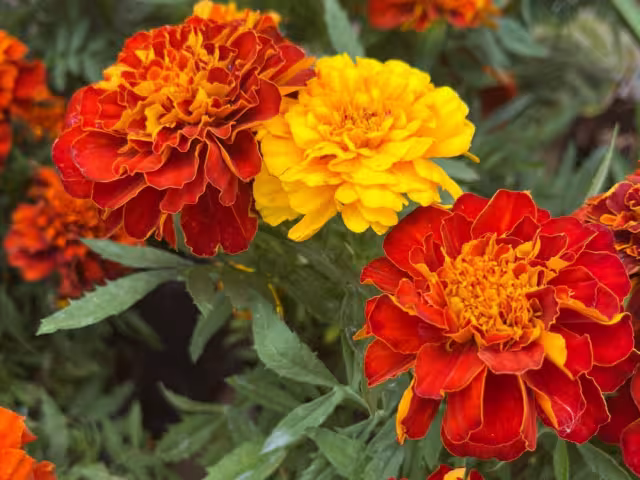 Existen diferentes formas de darle una segunda vida, al cempasúchil y así continuar honrando su relevancia cultural y simbólica