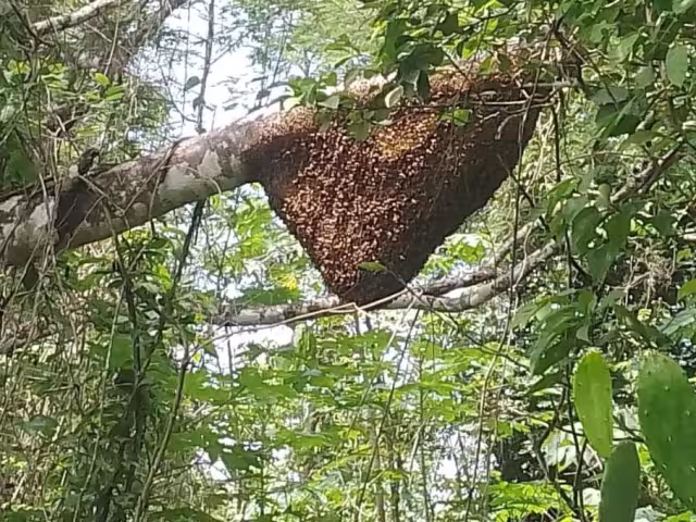 Una de las causas de los ataques de estos himenópteros es por proteger sus colmenas. 