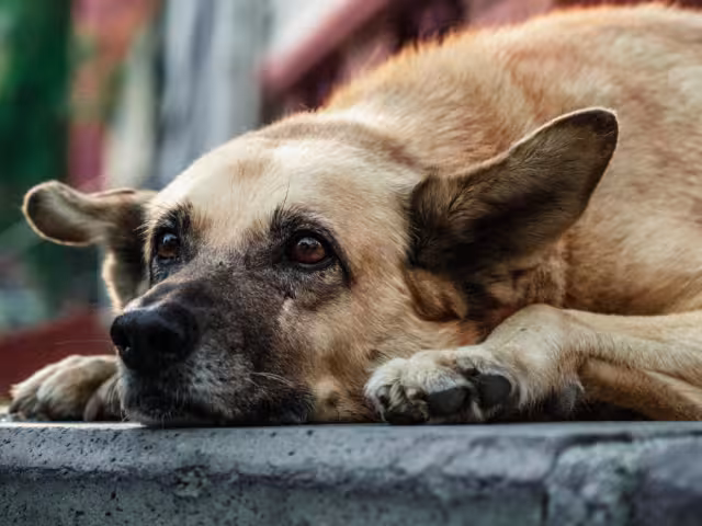 En Motul, un caso de maltrato animal en la colonia San Roque ha generado indignación entre los habitantes