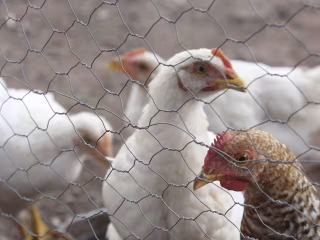 El Senasica detectó el virus de la influenza aviar AH7N3 en Nuevo León.