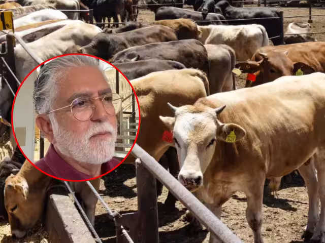 Precio del kilo de carne bovina se mantiene en 72 pesos en Campeche pese a plaga