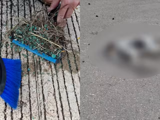 Es la segunda ocasión que se registra un envenenamiento masivo de animales en la zona durante las últimas semanas