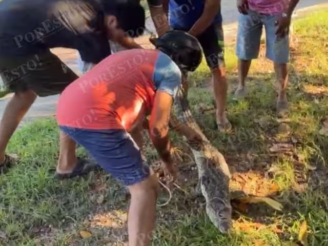 Tensión y solidaridad: habitantes de Campeche enfrentan visita inesperada de lagarto