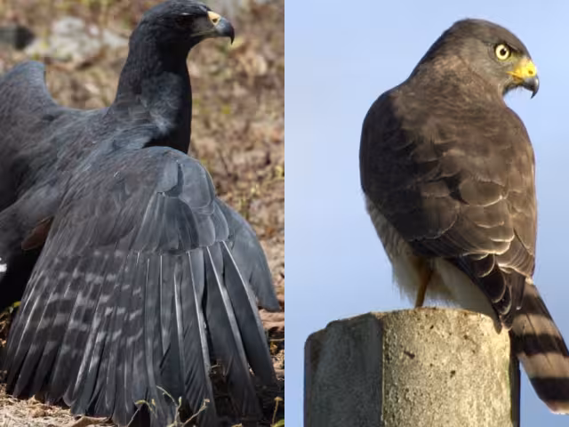 La presencia de la aguililla caminera es común en zonas urbanas, mientras que la de la aguililla negra mayor es considerada rara, ya que prefiere hábitats conservados