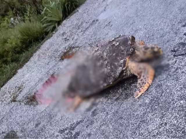 La tortuga estaba destrozada en carretera