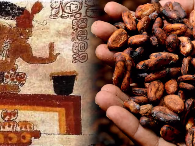 Cacao maya: Moneda, ritual y herencia viva en Campeche