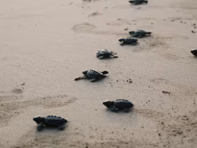 conservación de tortugas marinas es crucial debido a amenazas como la caza furtiva y la destrucción de hábitats