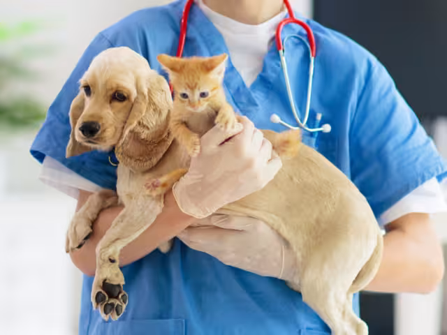 Hoy se realizará una campaña de vacunación antirrábica para mascotas en cinco municipios de Campeche