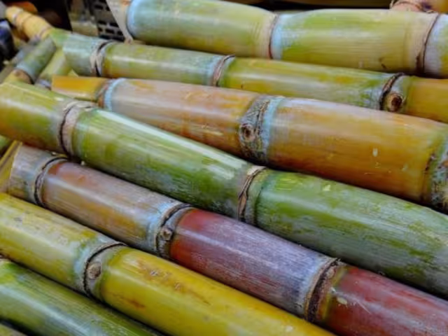 Sector cañero de Quintana Roo busca alternativas para tener mayor rendimiento en la zafra 2025-2026