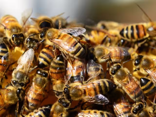 Los dueños de las abejas no dieron la cara ante el hecho