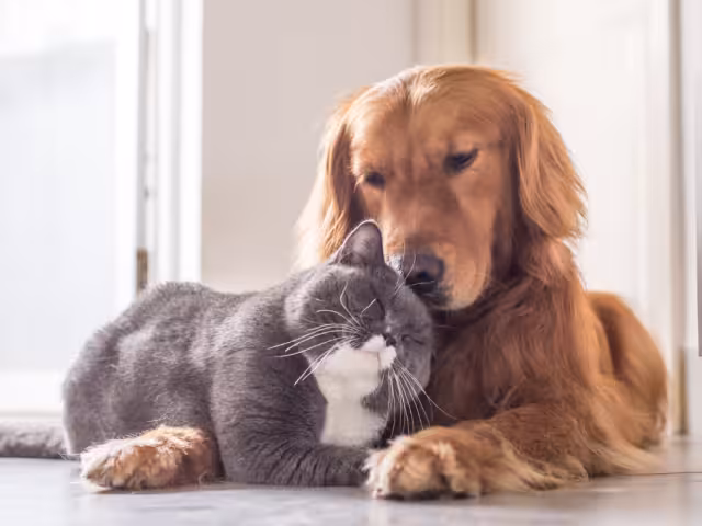 Este martes 7 de noviembre habrá una jornada de vacunación antirrábica en varios municipios de Campeche.