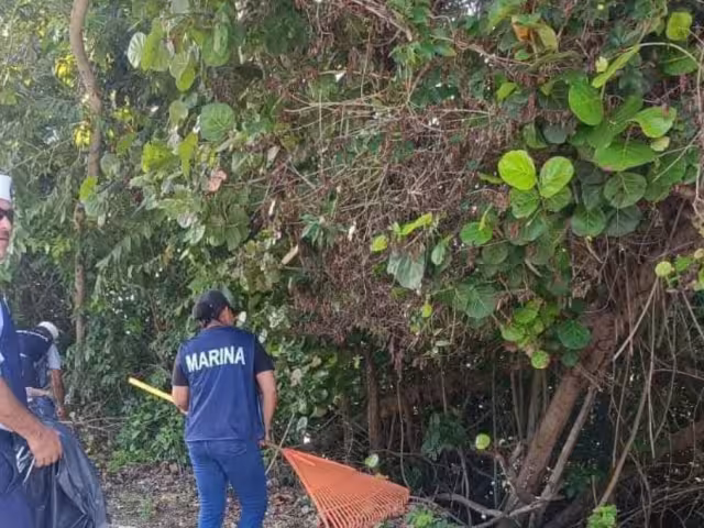 Realizan gran jornada de limpieza en la zona de manglar de la bahía de Chetumal