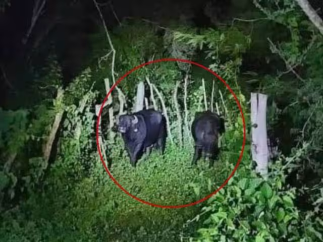 Captan un par de búfalos en una carretera de Yucatán