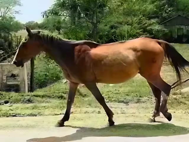 Vecinos exigen control de caballos tras daños en cultivos y predios