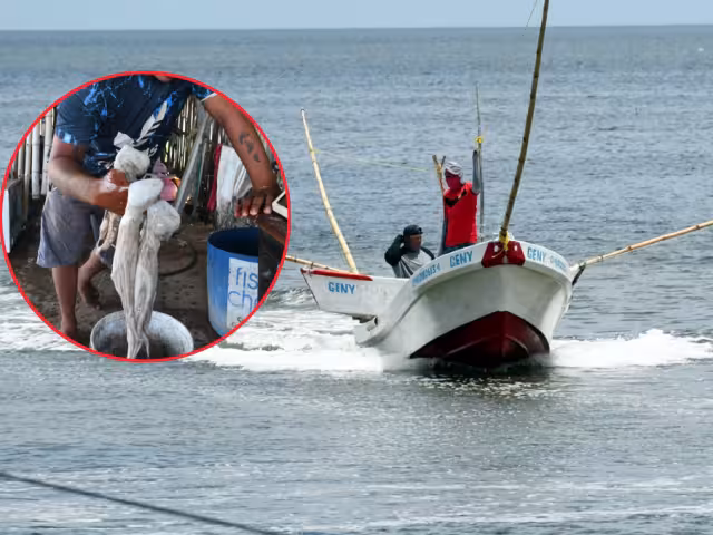 Pesca de pulpo en Campeche sigue a la baja; capturas 2024 caen a 7,983 toneladas