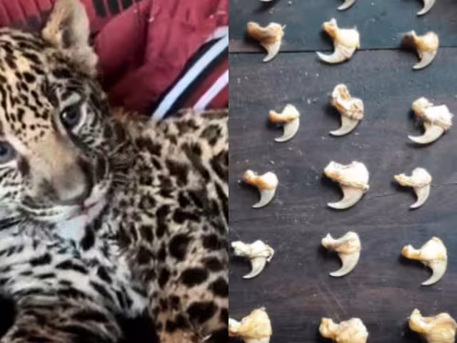 Los comerciantes de jaguares operan con impunidad en distintas plataformas digitales, principalmente en Facebook