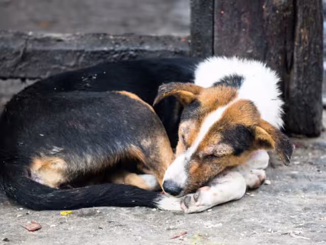 La necropsia determinó que una bala de calibre 22 le quitó la vida al canino