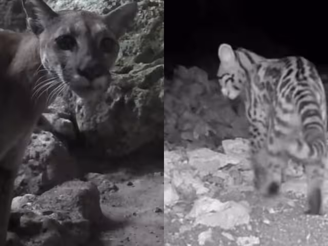 Entre las imágenes logradas destacan las de pumas, ocelotes y tigrillos