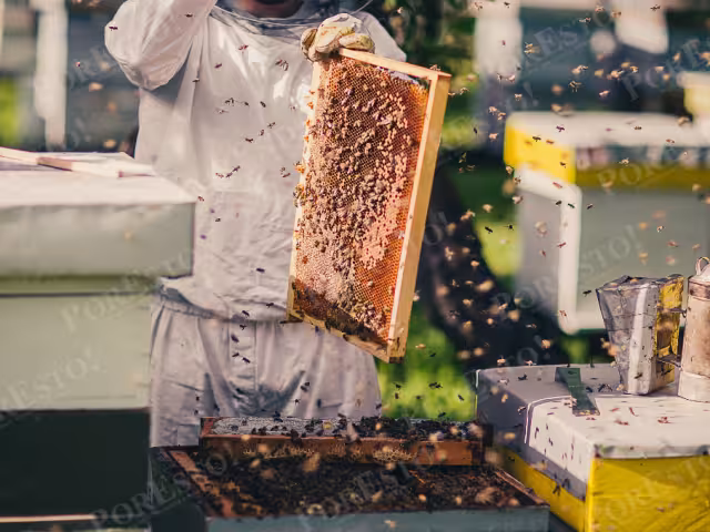 ¿Sabías que menos abejas significan menos pájaros?