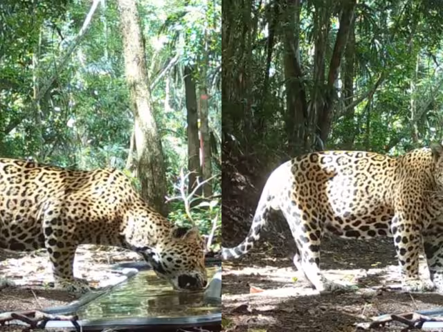 A pesar de que el jaguar es el rey de la selva maya, ocasionalmente puede parecer tierno