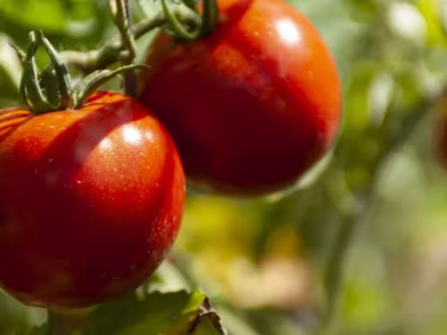 El jitomate mexicano ha sido objeto de múltiples controversias en Washington