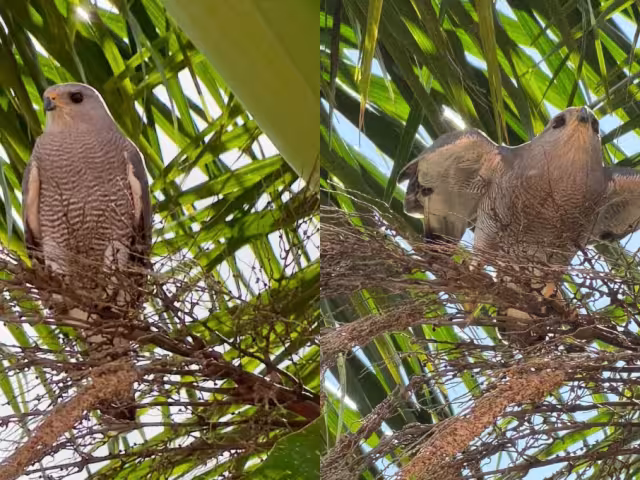 La aguililla gris es una de las aves rapaces más comunes en Yucatán
