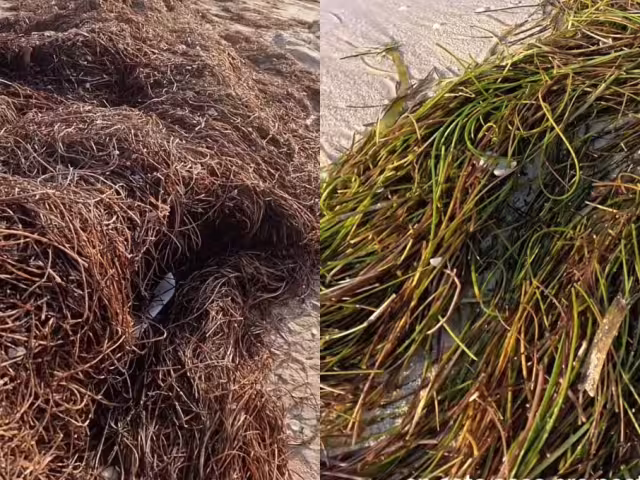 Es común que las personas confundan el sargazo con los pastos marinos