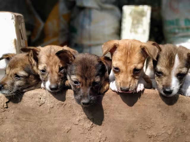 La prohibición protege a los animales contra el maltrato y la explotación comercial