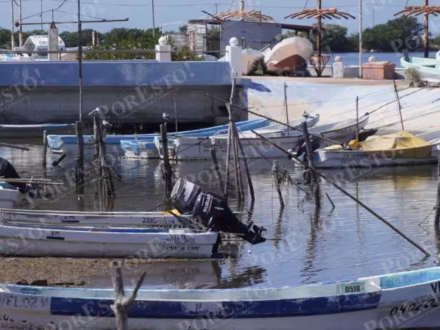 Isla Arena lidera capturas en temporada crítica para el pulpo maya