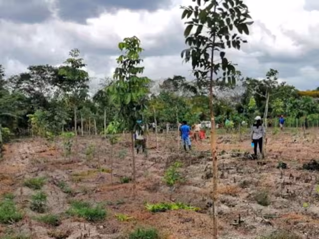 Sedarpe revisará casos de beneficiarios de “Sembrando Vida” en Quintana Roo