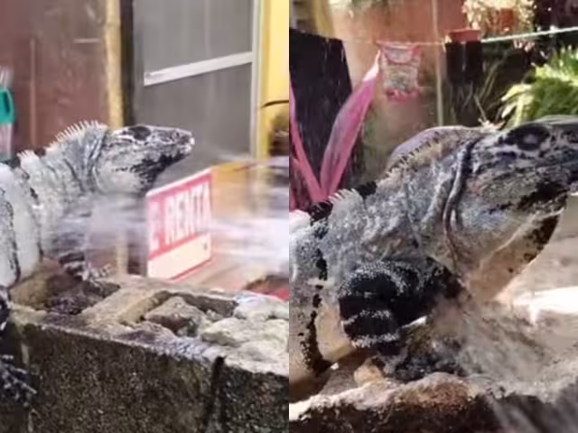 Las iguanas requieren de  termorregular su cuerpo exponiéndose al sol para poder sobrevivir