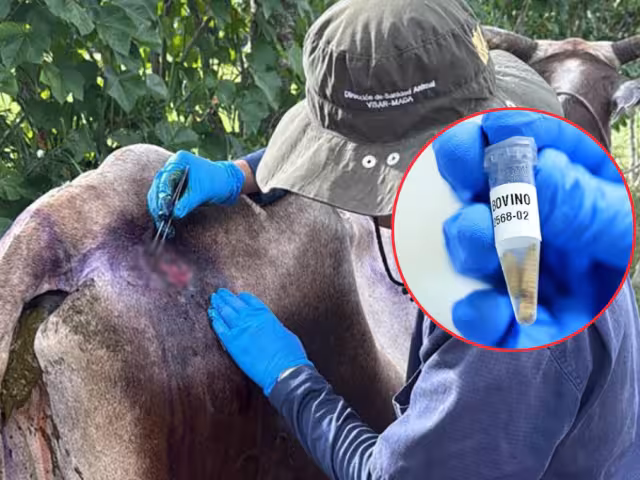 La SDA descarta capturar murciélagos hematófagos como en Yucatán.