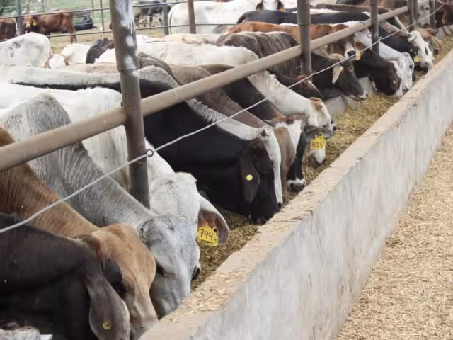 El ganado proviene de tres unidades de producción en Chihuahua y fue sometido previamente a un tratamiento antiparasitario