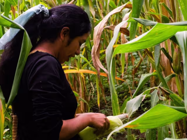 Marcelo Ebrard, emitió un comunicado para posicionar a México frente al reciente fallo del panel de especialistas del T-MEC en relación con el maíz transgénico