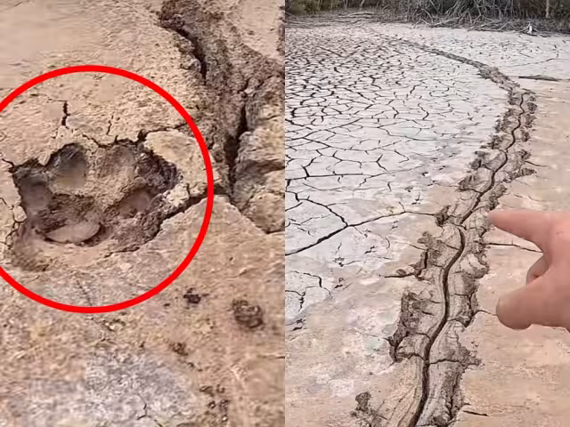 Aparentemente, el jaguar arrastró a su presa hacia el interior del manglar