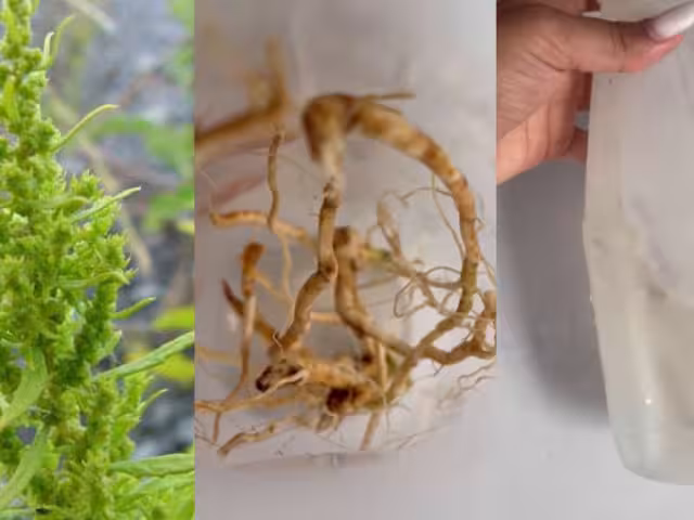 La naturaleza nos brinda alternativas valiosas para mejorar nuestra salud y bienestar