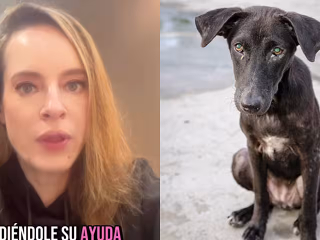 La actriz ofreció una recompensa para quien localice al perro y lo traslade a una clínica